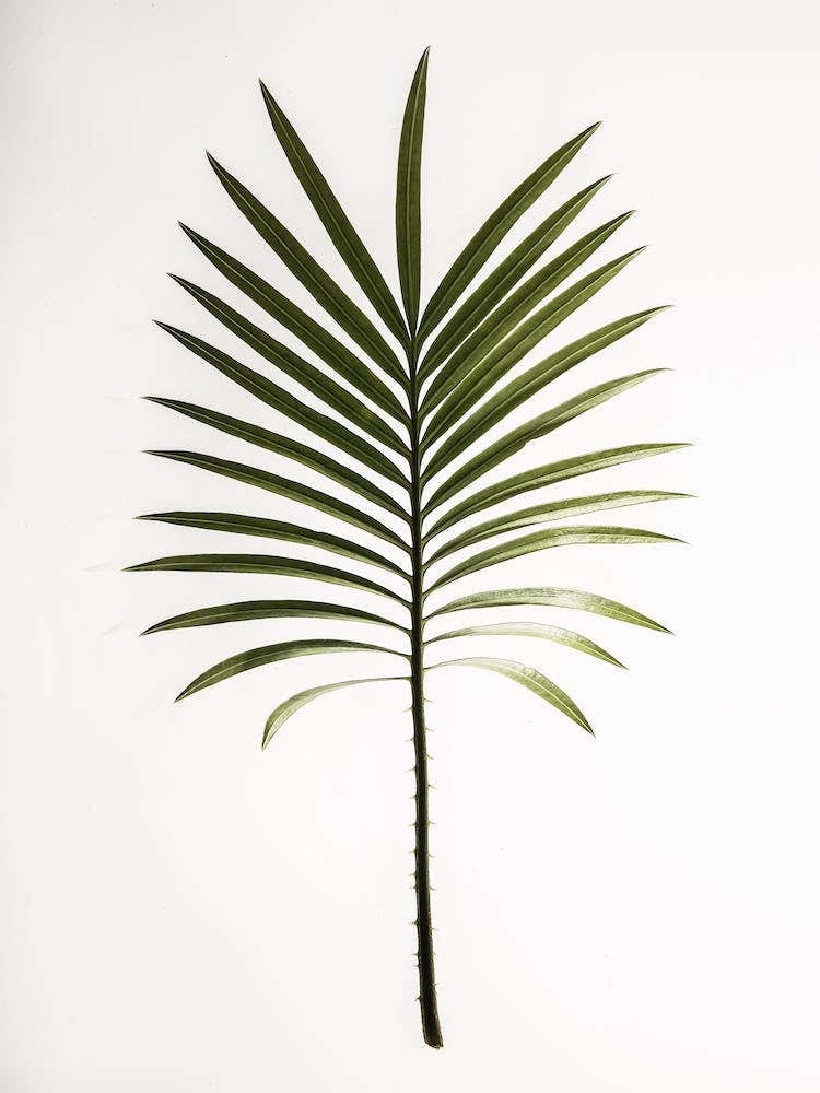 Jurassic Cycad Recovered