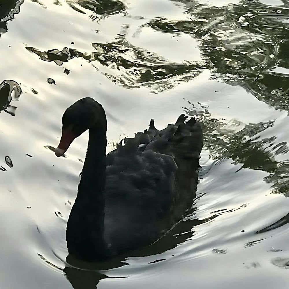Black Swan