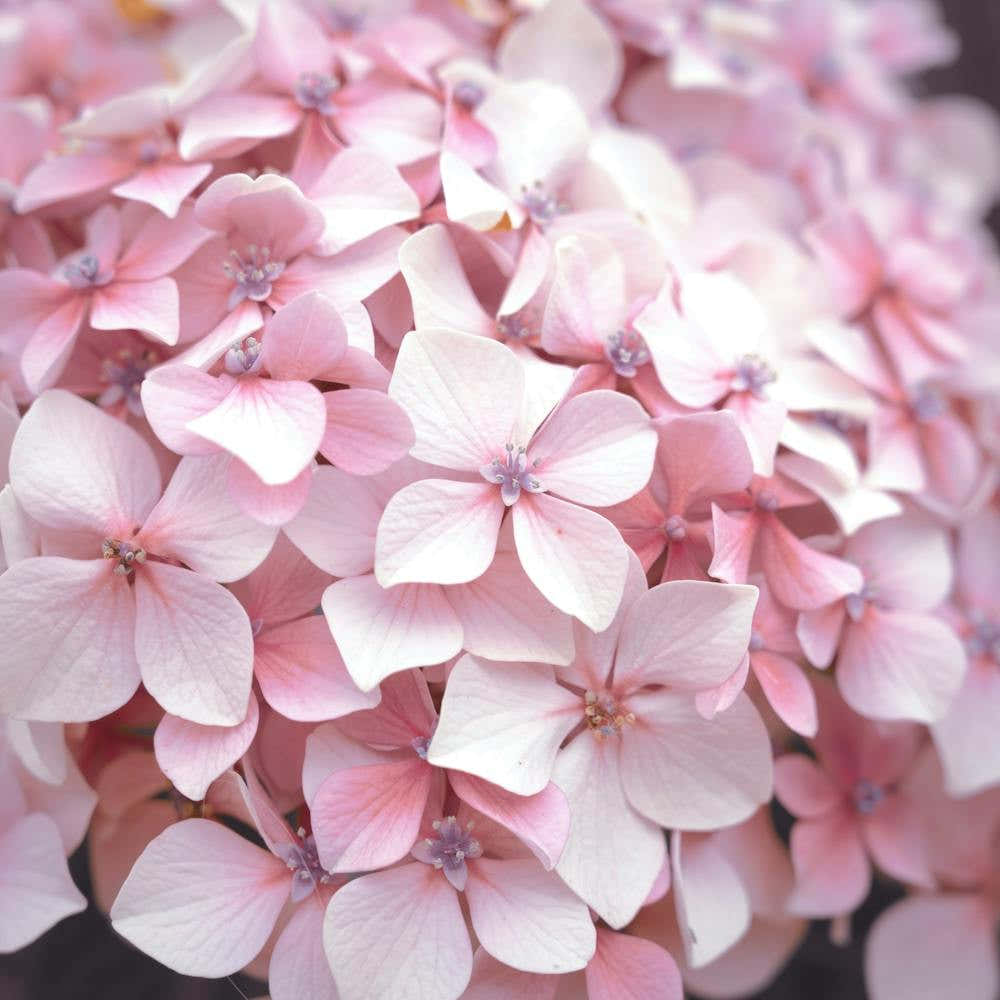 Pastel pink hydrangea flowers - summer nature and travel photography by Christa Stroo photography