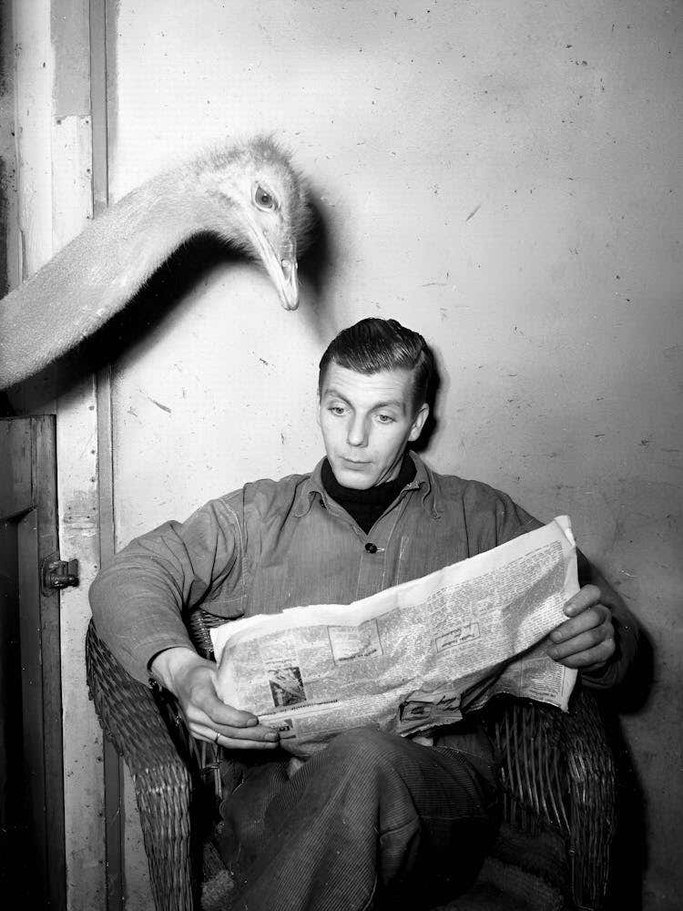Ostrich Reading A Newspaper, Vintage Black and White Old Photo
