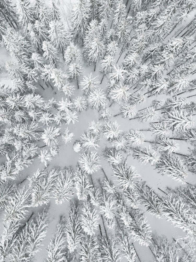 Snowy Forests