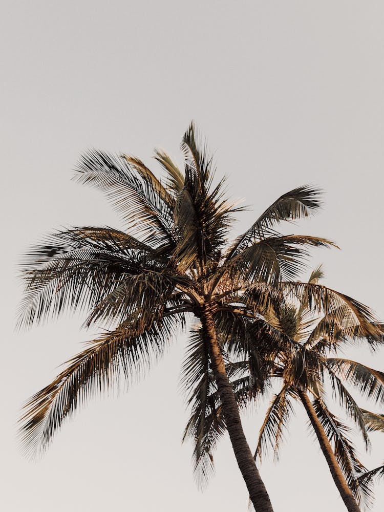 Beach Palm Tree