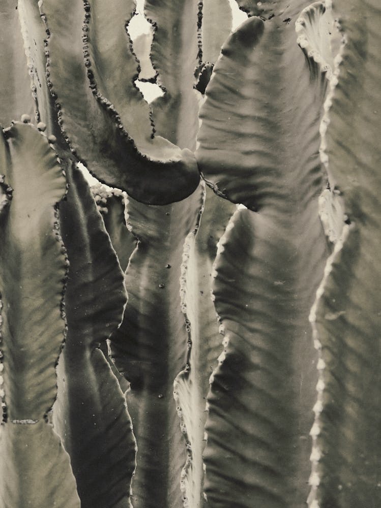 Green Cactus Plant_2251404