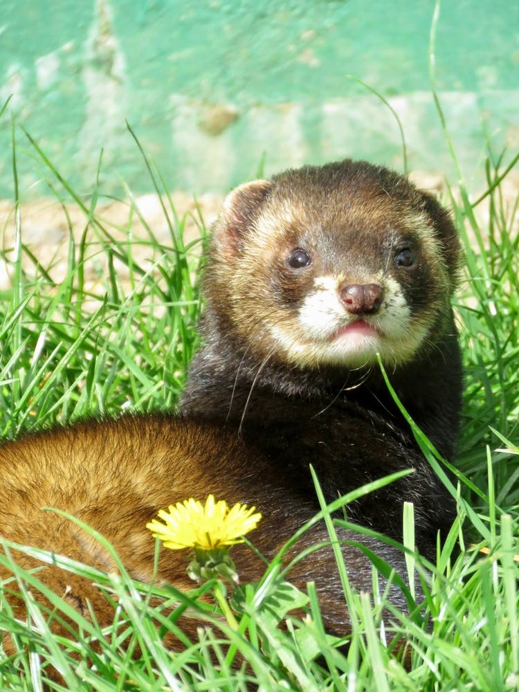 Ferret Lying in Grass Dandelions Cute Yellow Nature