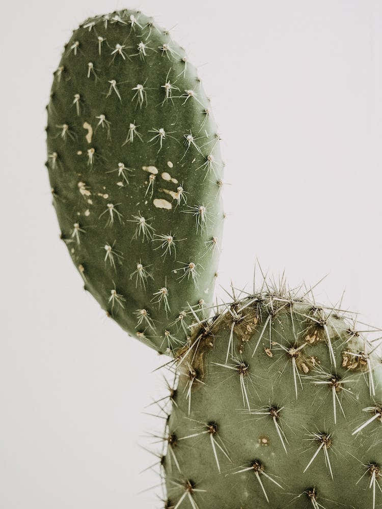 Cactus Pads