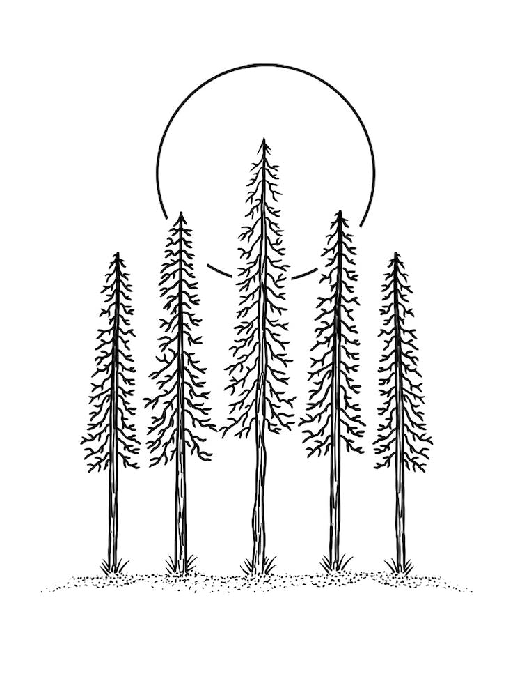 Woodland Sunset Fine Line