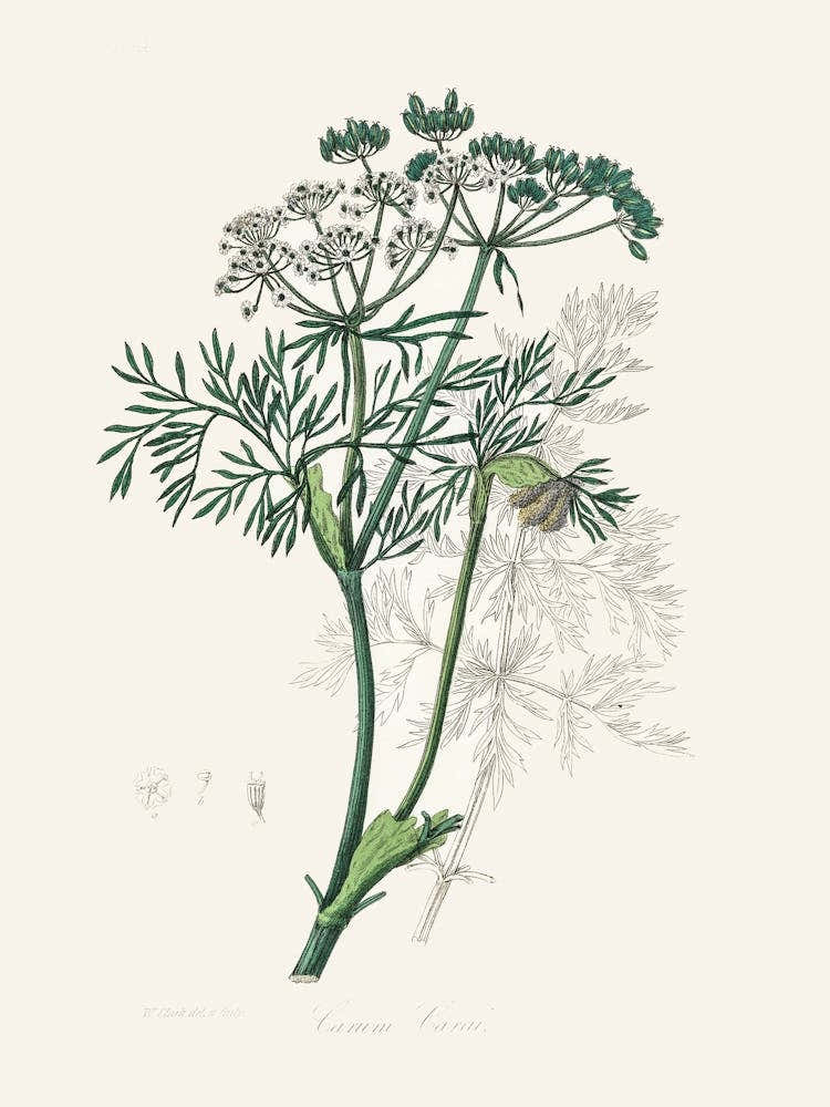 Vintage Botanical John Stephenson and James Morss Churchill_2731654