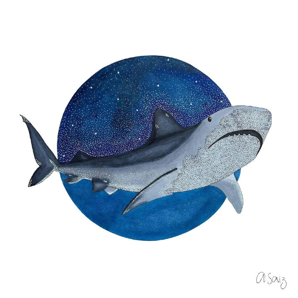 Blue Shark