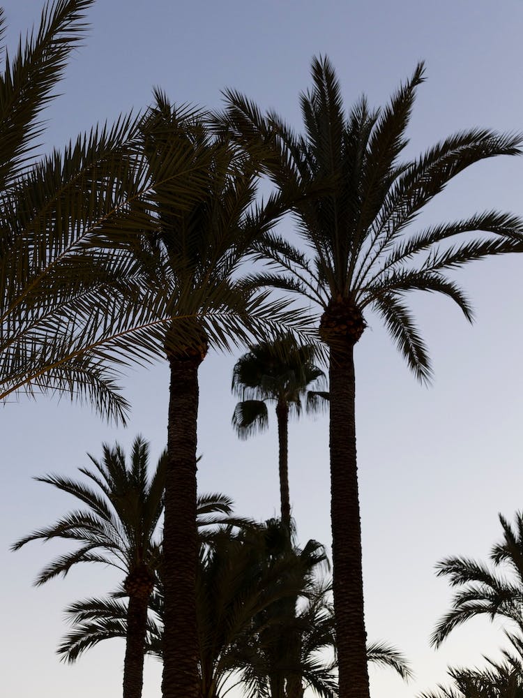 Alicante Palm Trees