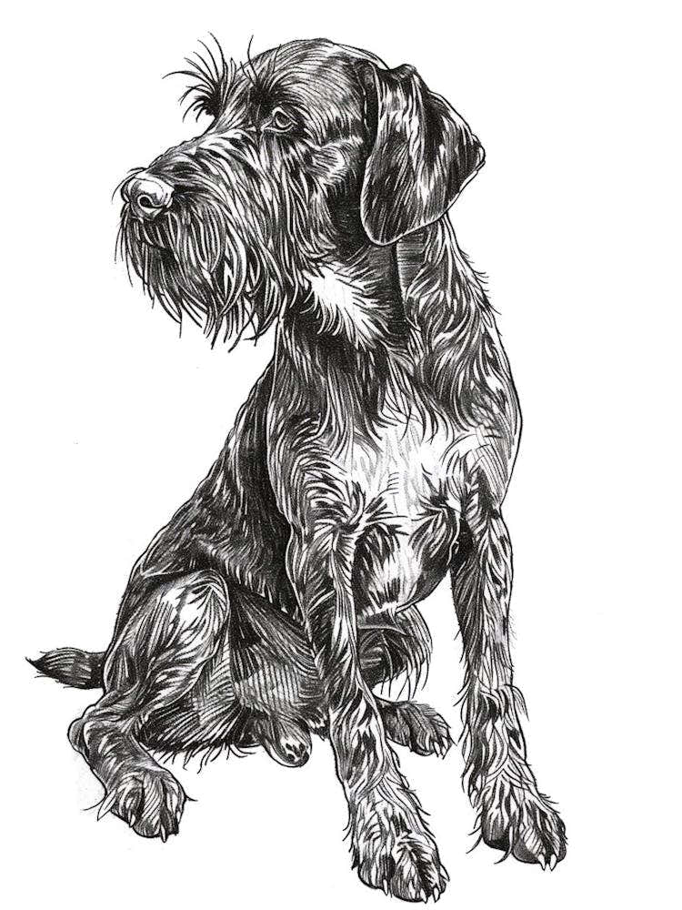 German Wirehaired Pointer Dog Black & White Line Sketch 3