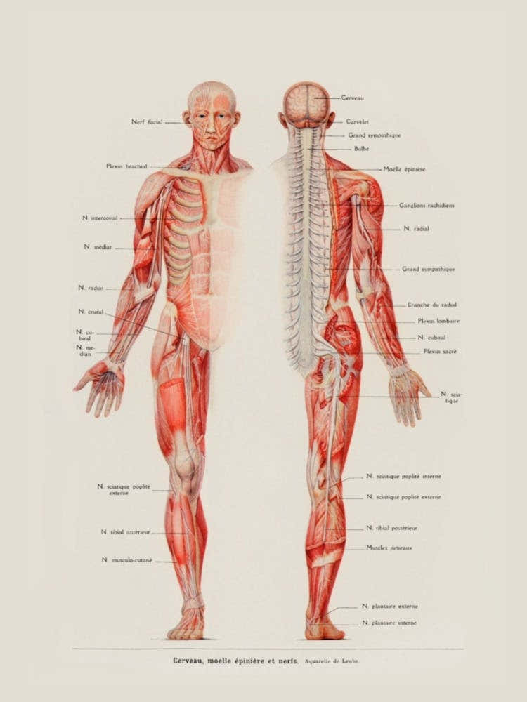 Anatomy Of The Human Body 1