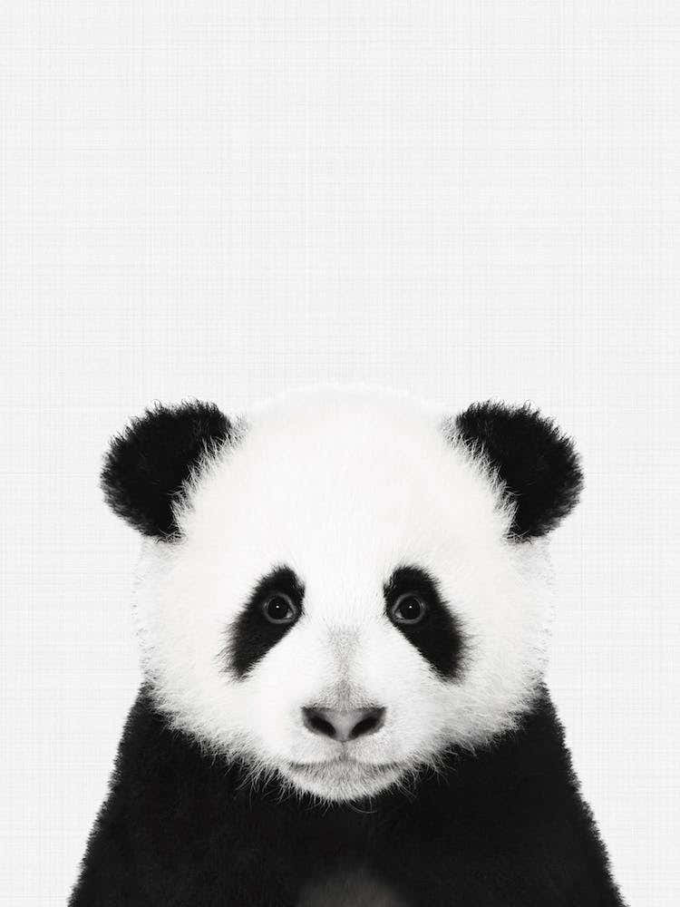 Panda Portrait