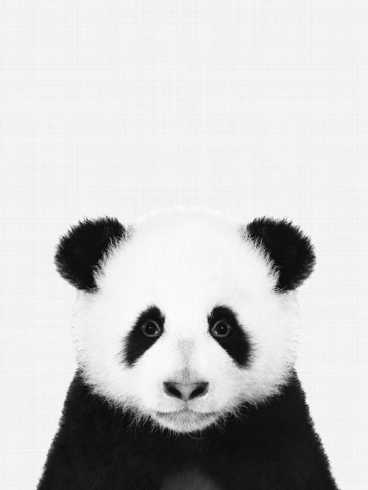 Panda Portrait