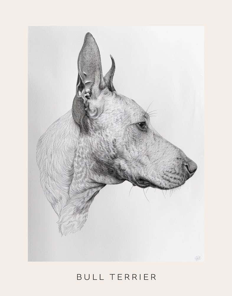 Bull Terrier Dog Line Sketch 2 Poster