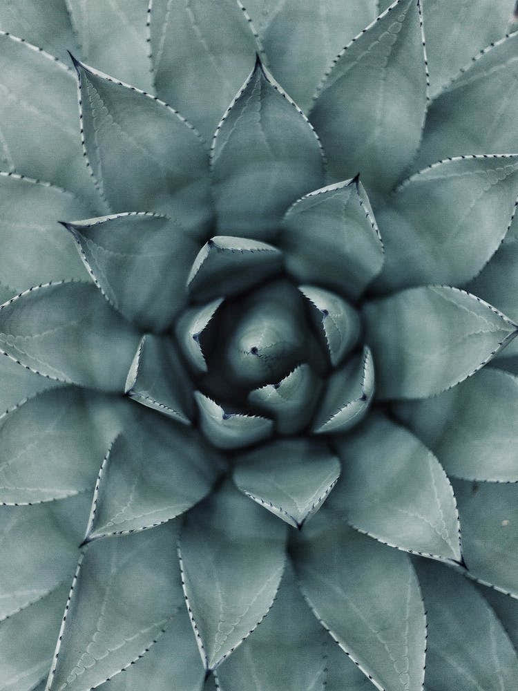 Hypnotic Agave Plant