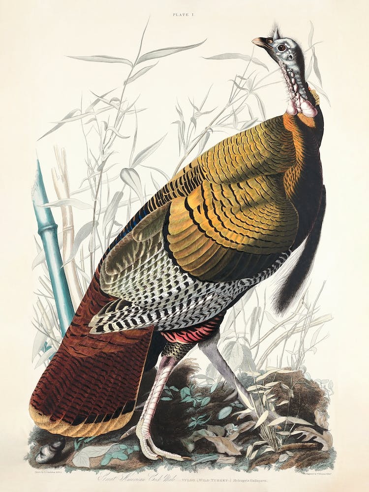 Wild Turkey   Birds Of America, John James Audubon