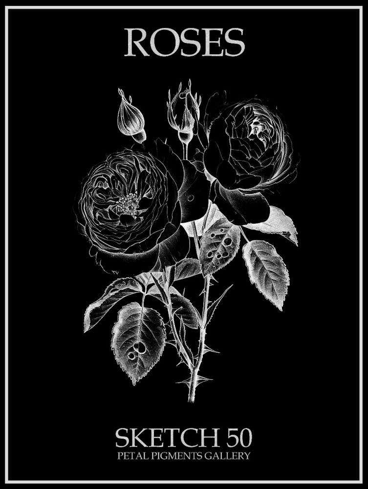 Roses Sketch 50 Poster Inverted