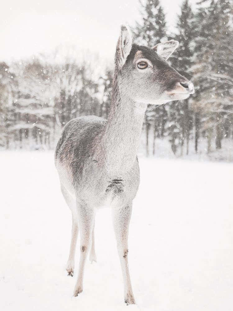 Gray Winter Deer