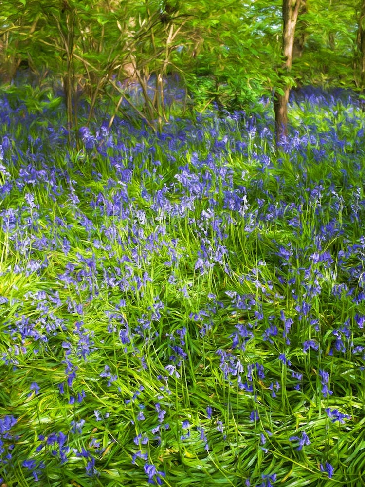 Woodland Bluebells