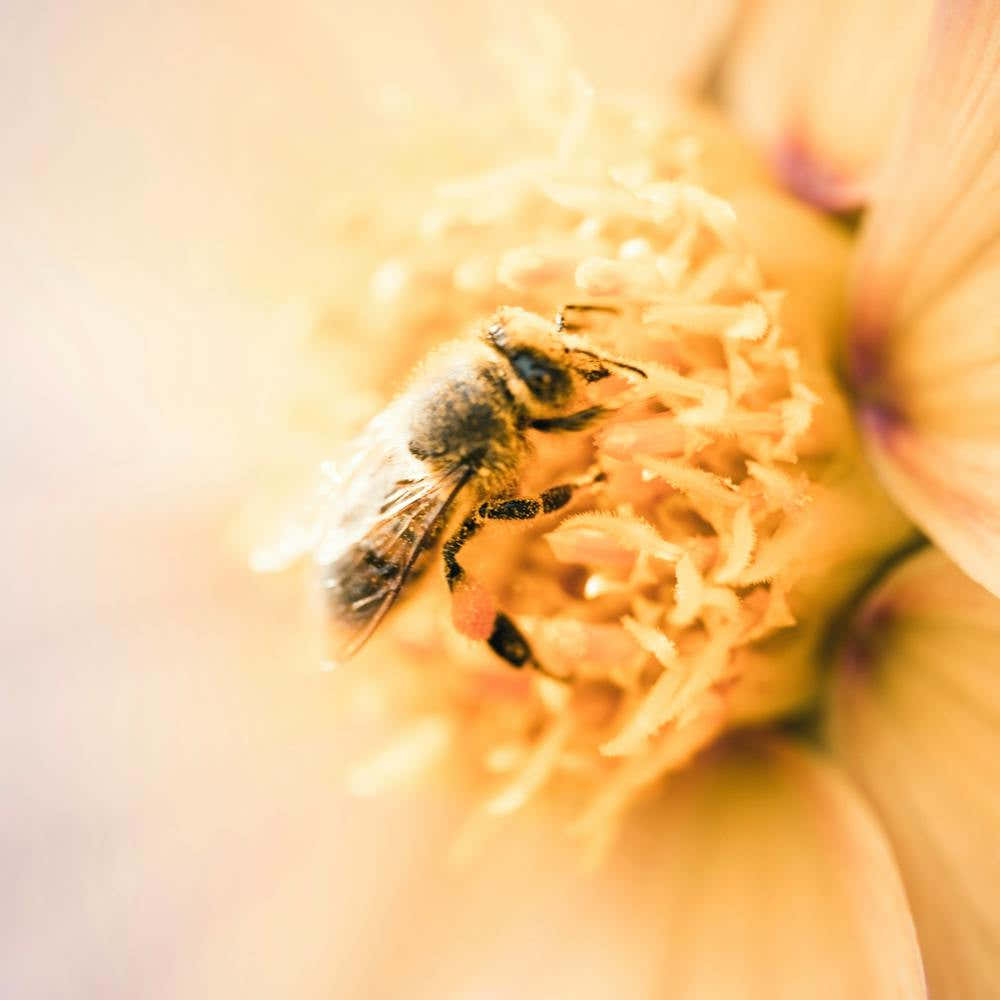 Bee On A Flower