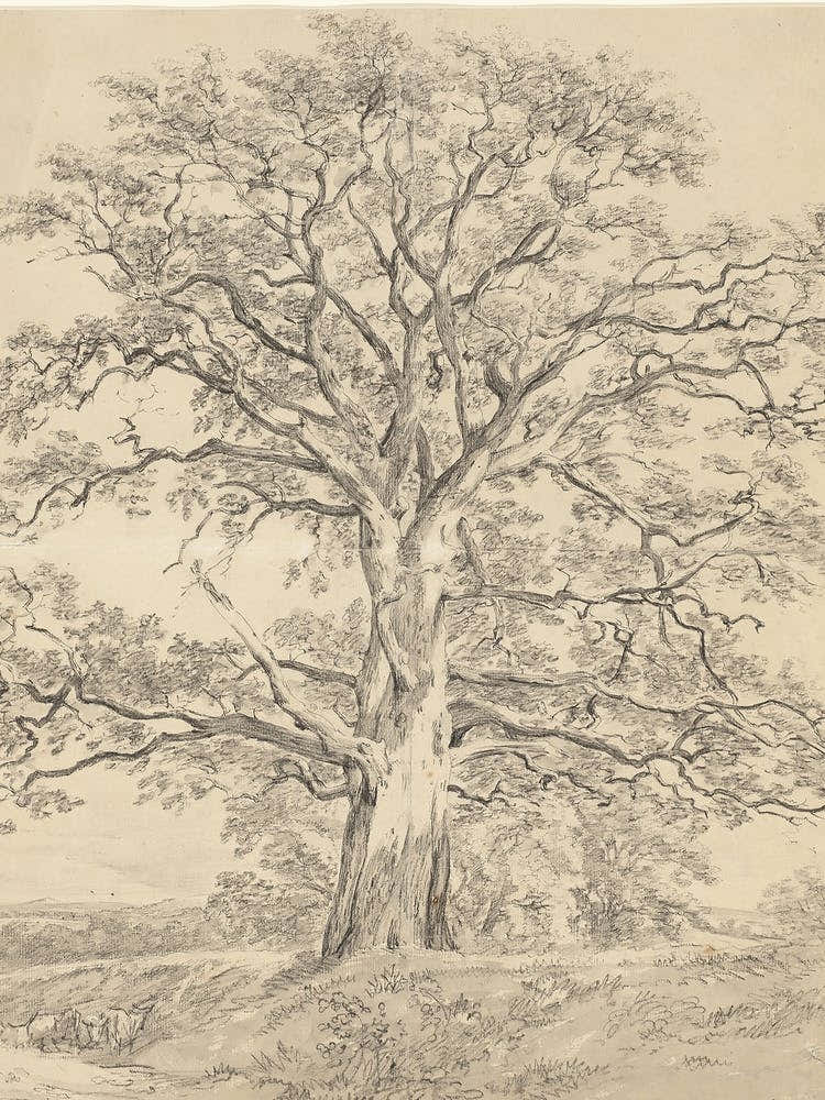 Large Oak Tree Sketch