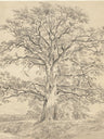 Trees & Forest Drawing Art Prints