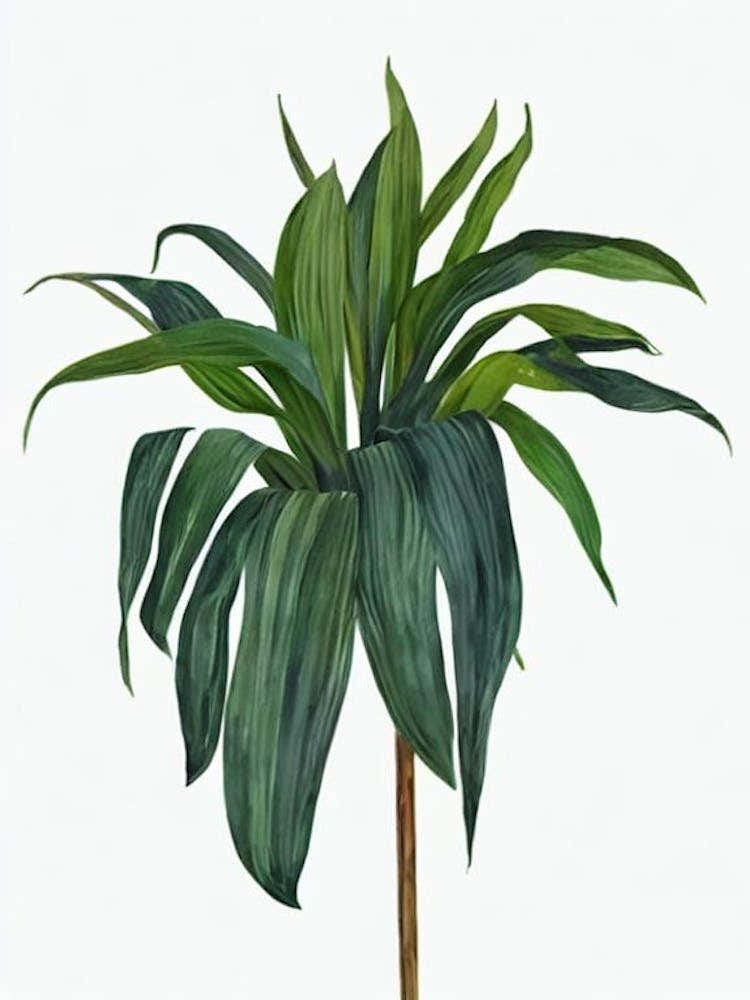 Cast Iron Plant (Aspidistra Elatior) Watercolor
