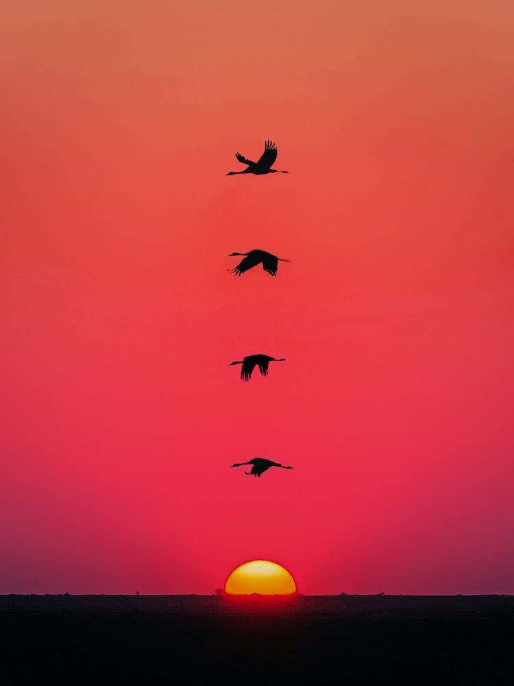 Sunset Birds