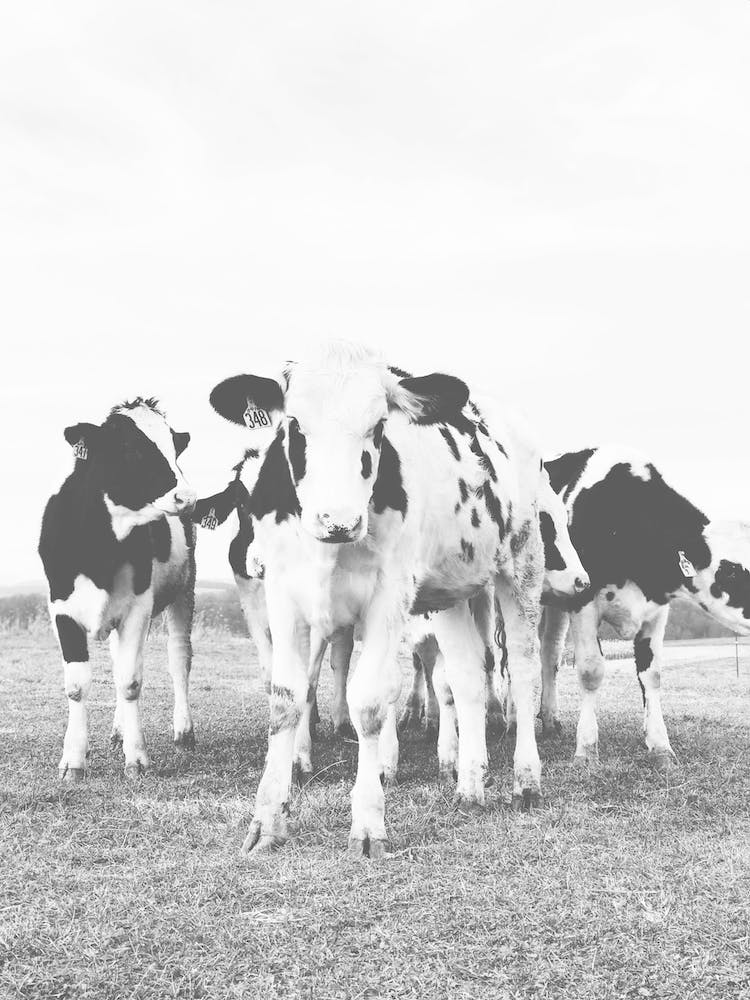 Group Of Baby Cows