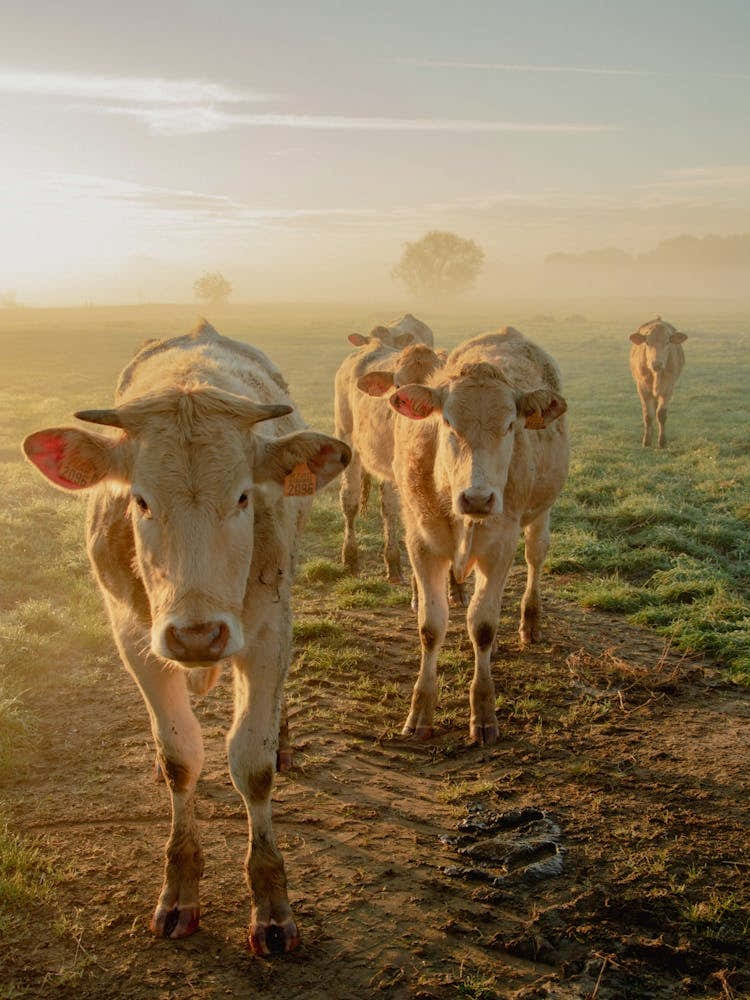 Close Encounters with the Cows