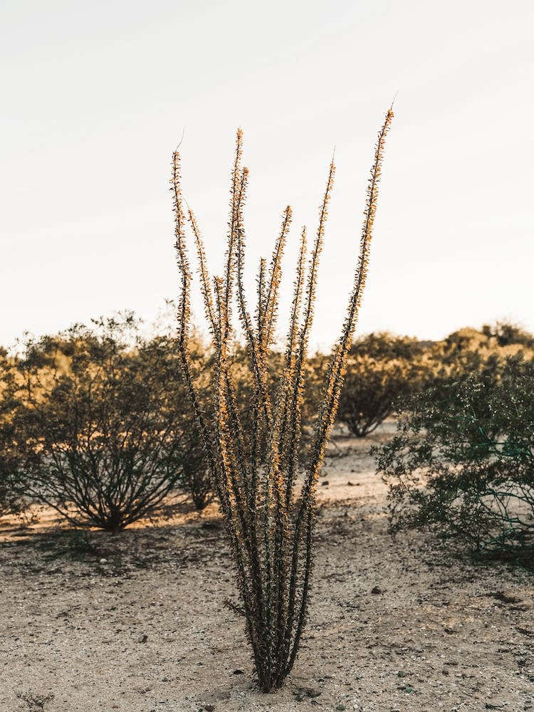 Ocotillo Cactus