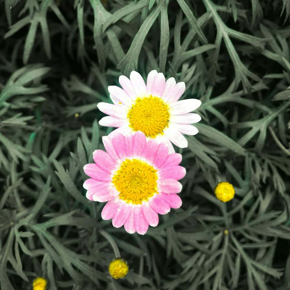 In The Garden Twin Daisy