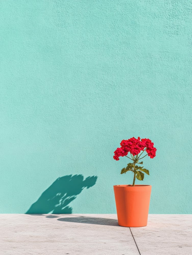 Geranium