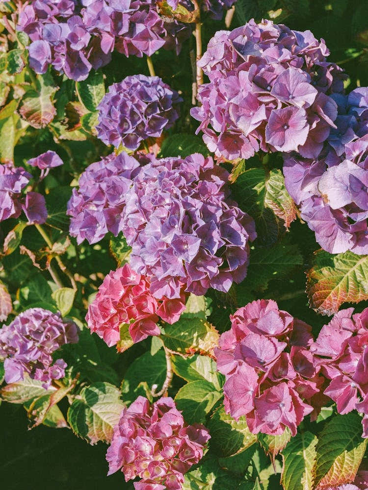 Cannon Beach Blooms II on Film