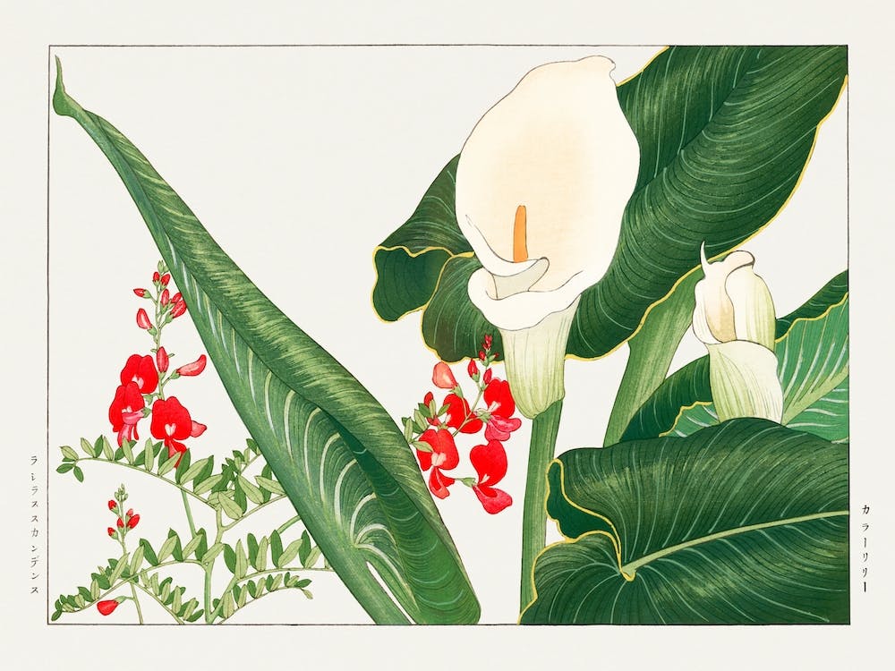 Lathyrus & Calla Lily Flower, Japanese Woodblock