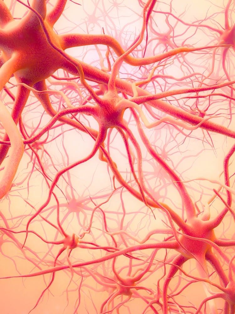 Neural Networks Type 12