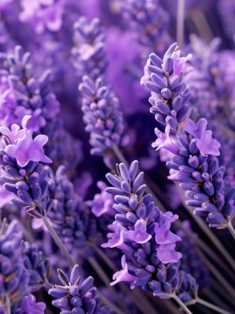 Lavender Flowers 8