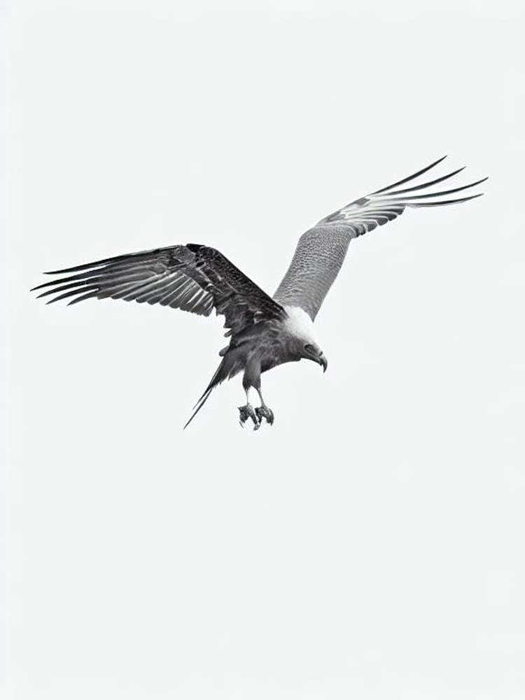 Vulture B&W Pencil Drawing 1 Bird