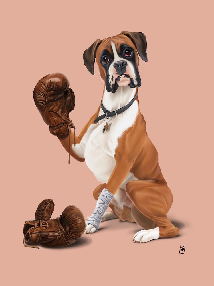 The Boxer (Colour)
