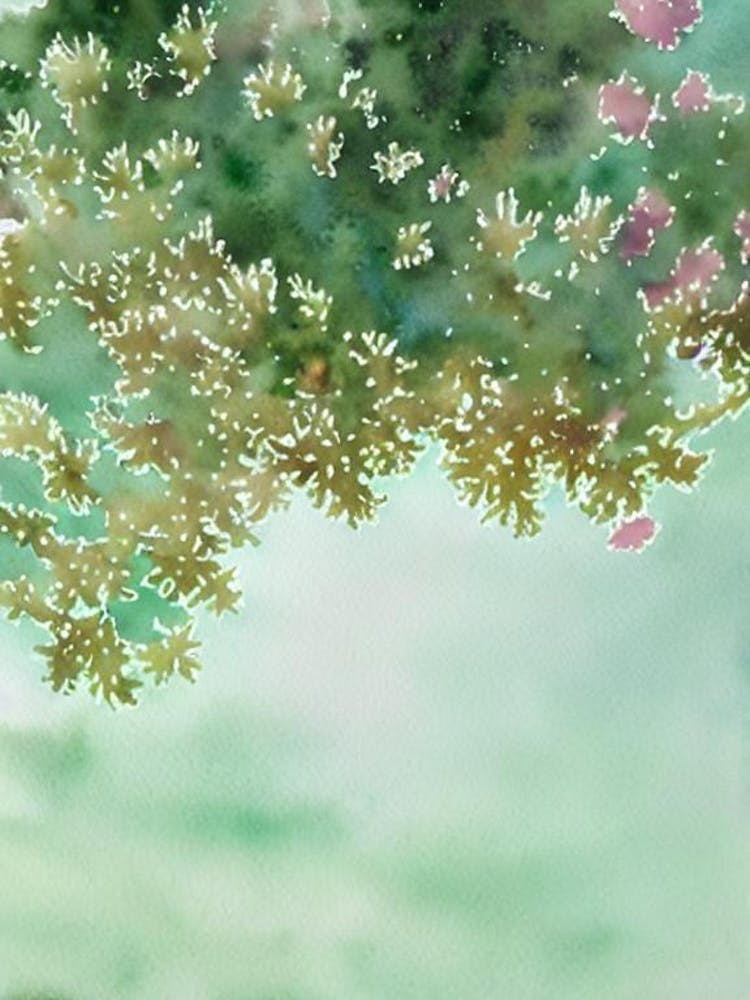 Acropora Intermedia Iii Storybook Watercolour