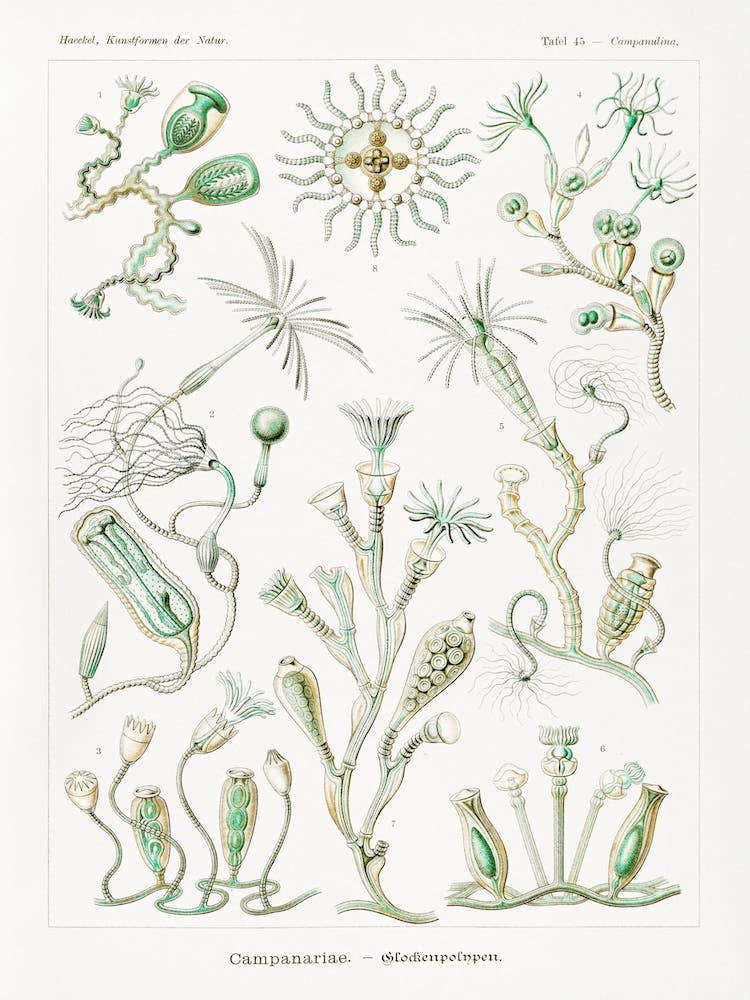 Campanariae–Glockenpolnpen, Ernst Haeckel