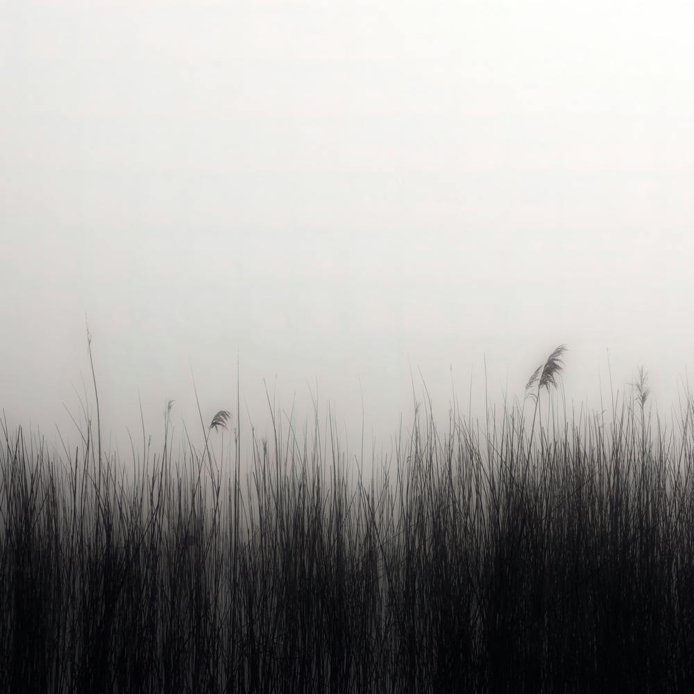 Reeds In The Mist Square