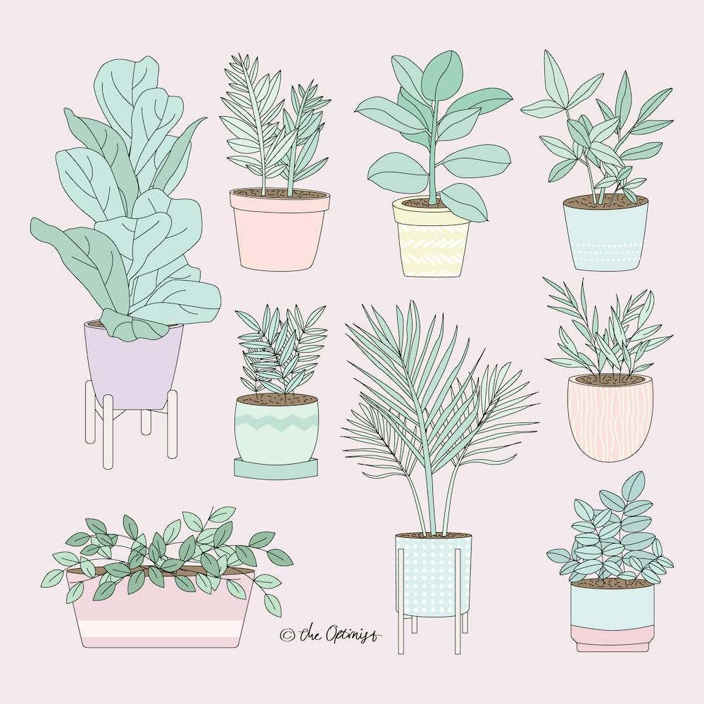 House Plants Guide