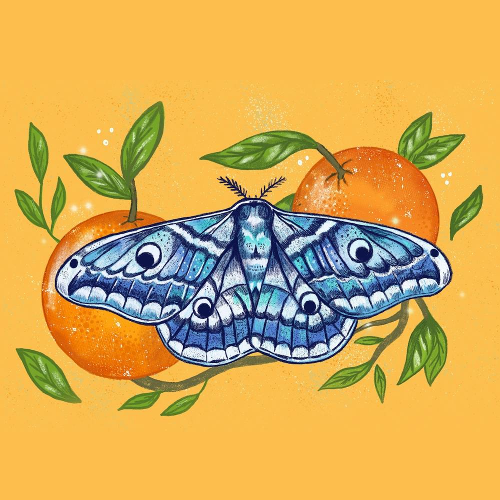 Moth Oranges Square