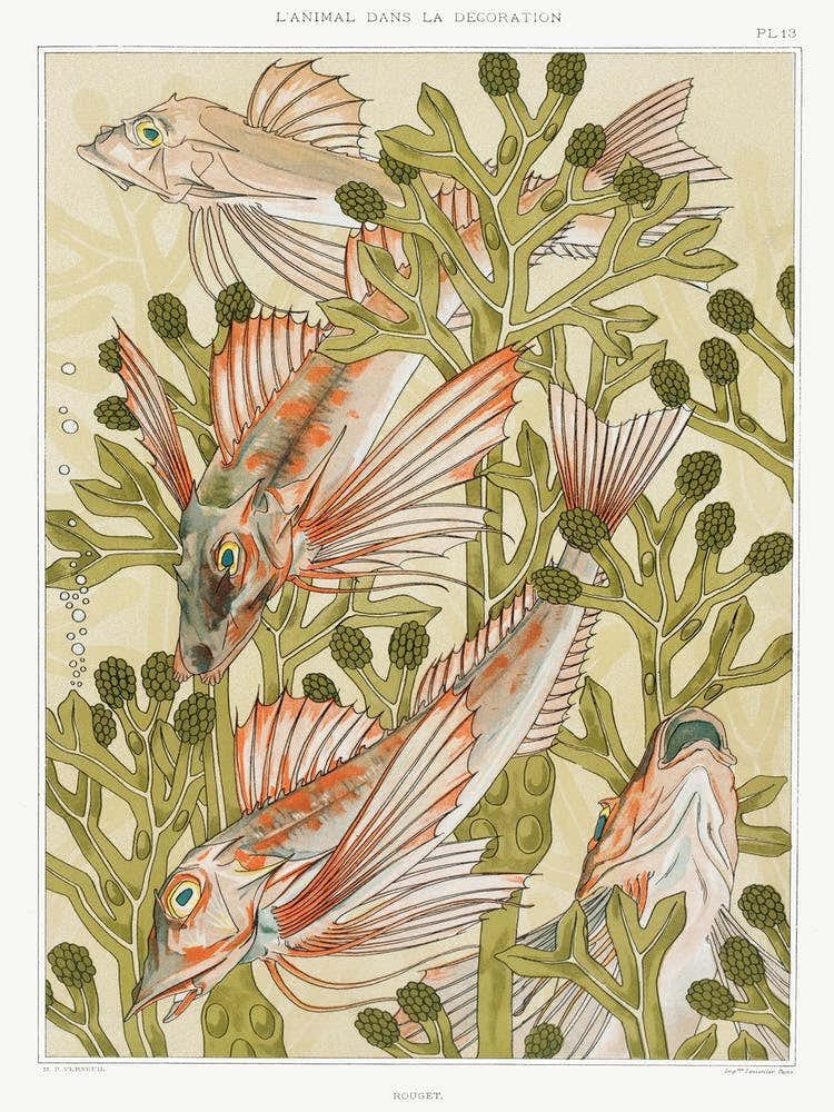 Rouget From The Animal In The Decoration (1897), Maurice Pillard Verneuil