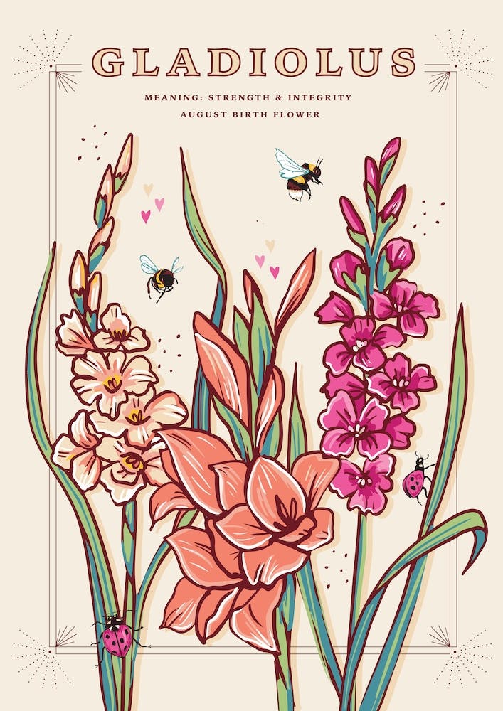 August Birth Flower Gladiolus On Cream