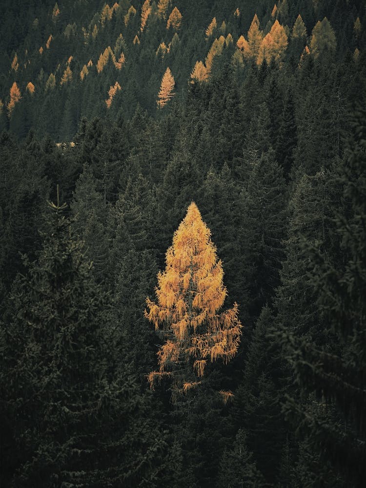 Yellow Pine Tree In Autumn