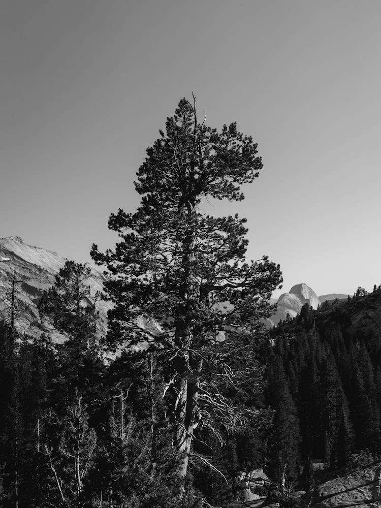 Olmsted Point Yosemite National Park VI