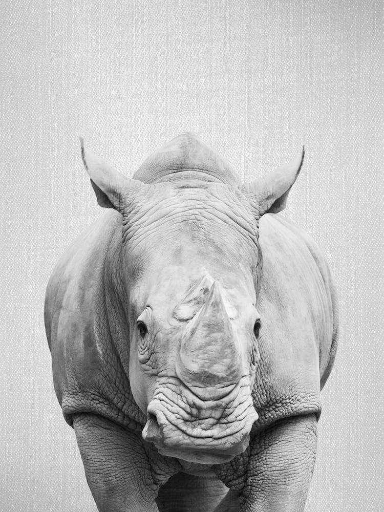 Rhino - Black & White