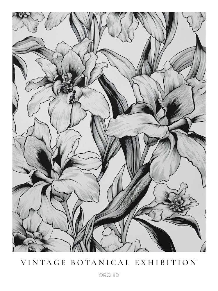 Orchid B&W Vintage Botanical Poster